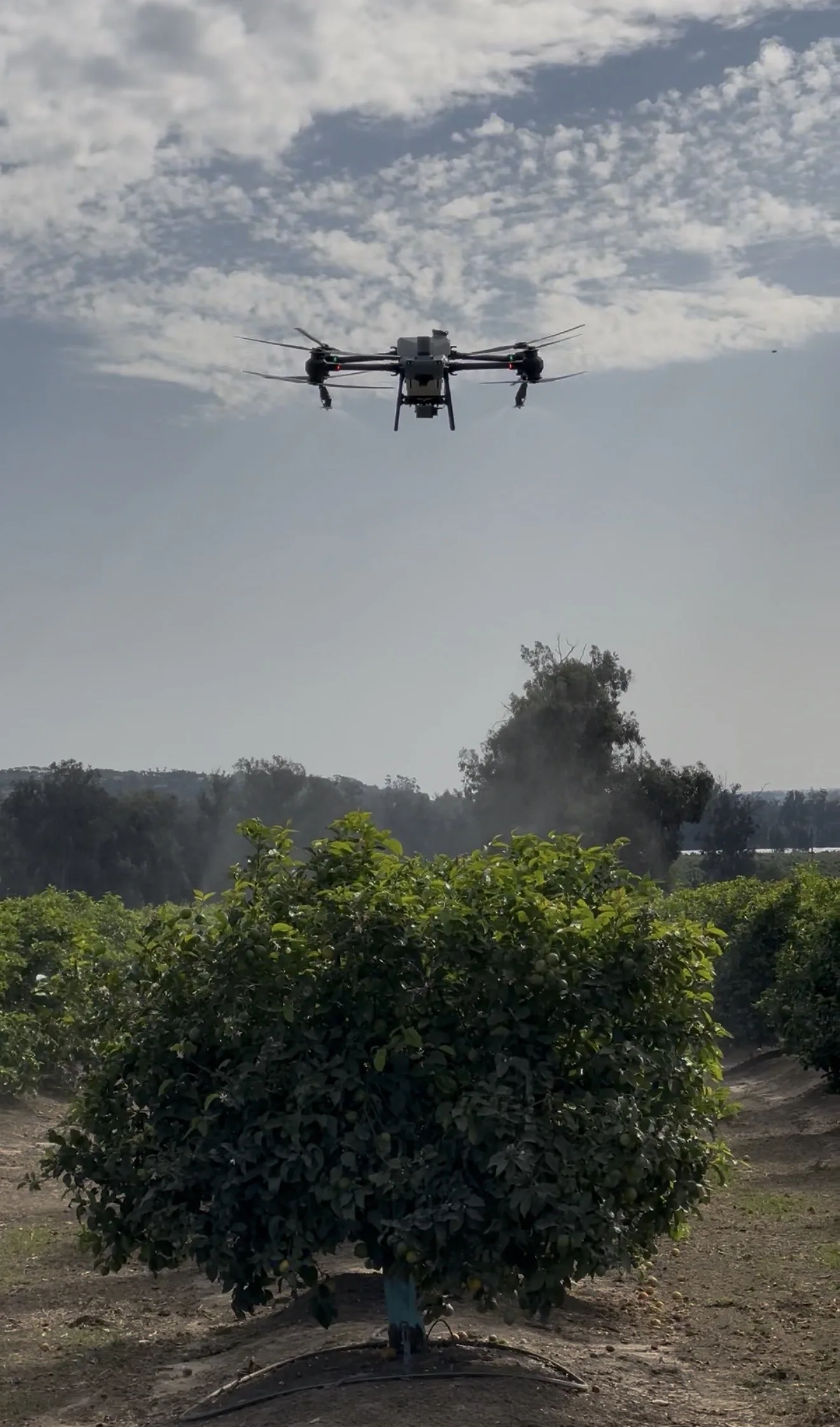 Agricultural drone flying above a citrus orchard